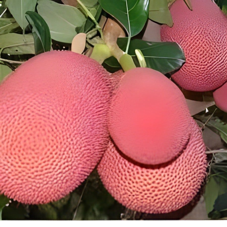 Pink Jackfruit Plant
