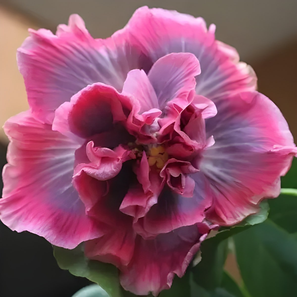 Indian Bride Hibiscus Plant