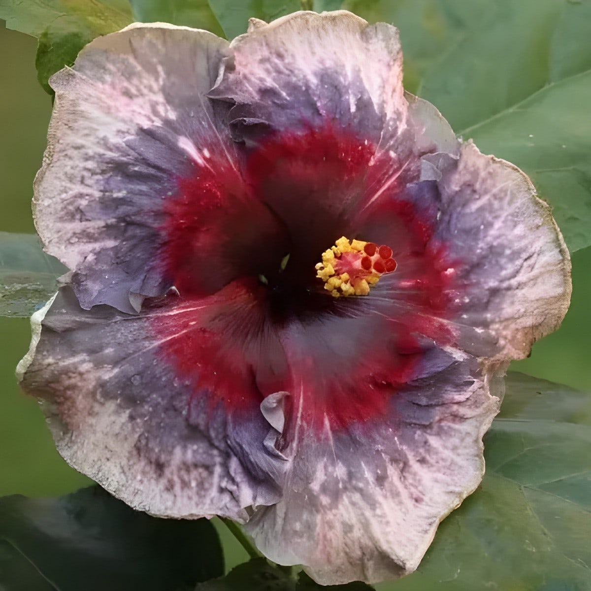 Drama Queen Hibiscus Plant