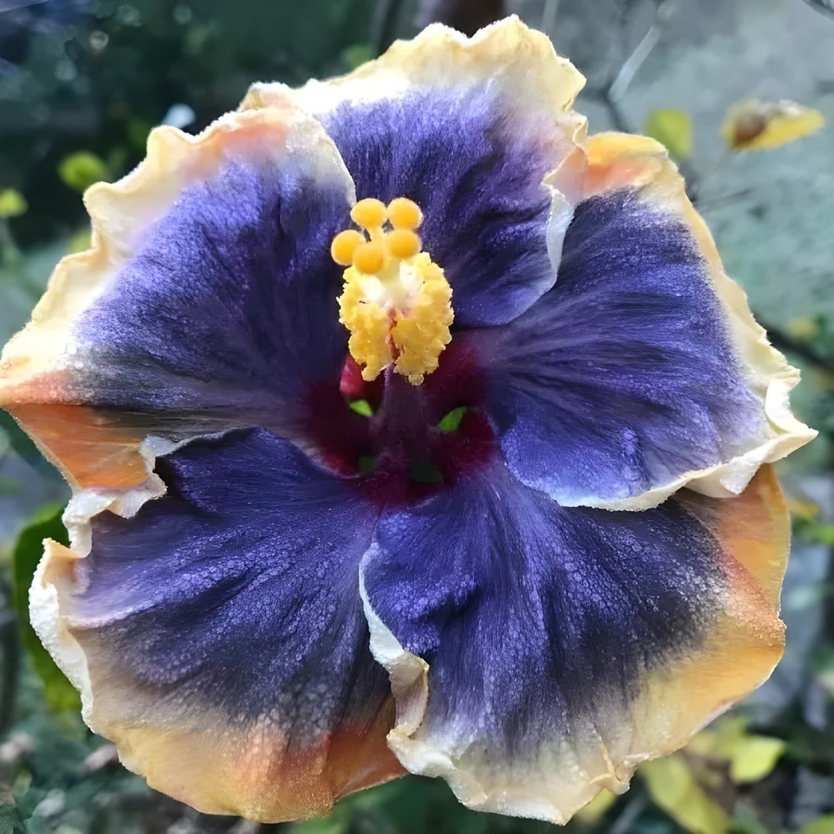 Matt's Blue Moon Hibiscus Plant