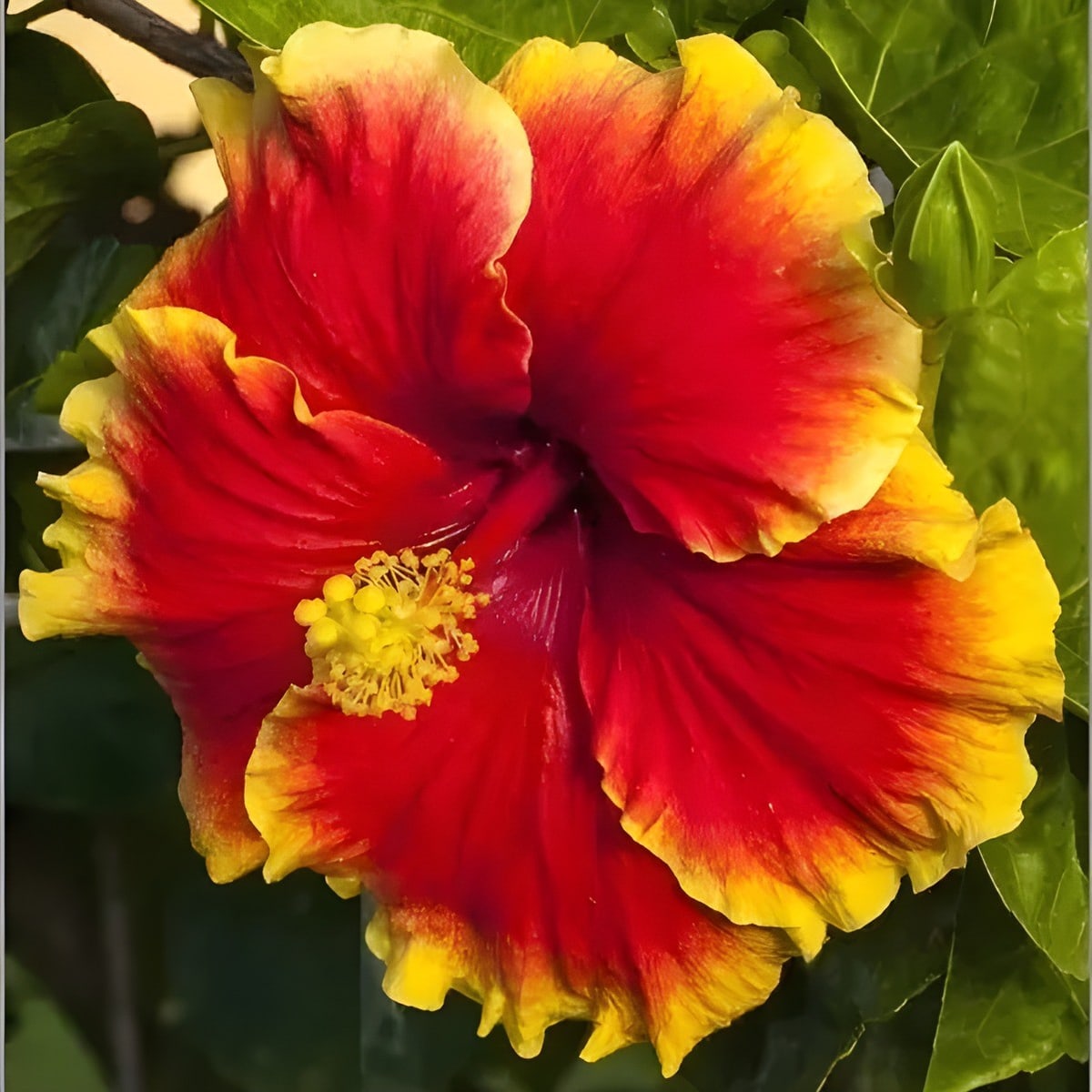 Tahitian Midnight Fire Hibiscus Plant