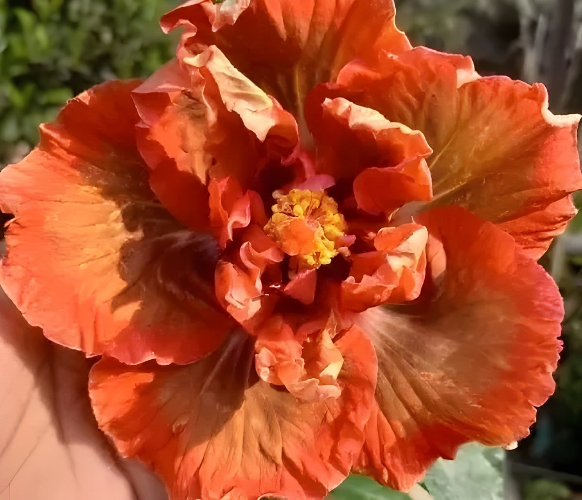 Shueshalian Sea Urchin Hibiscus Plant