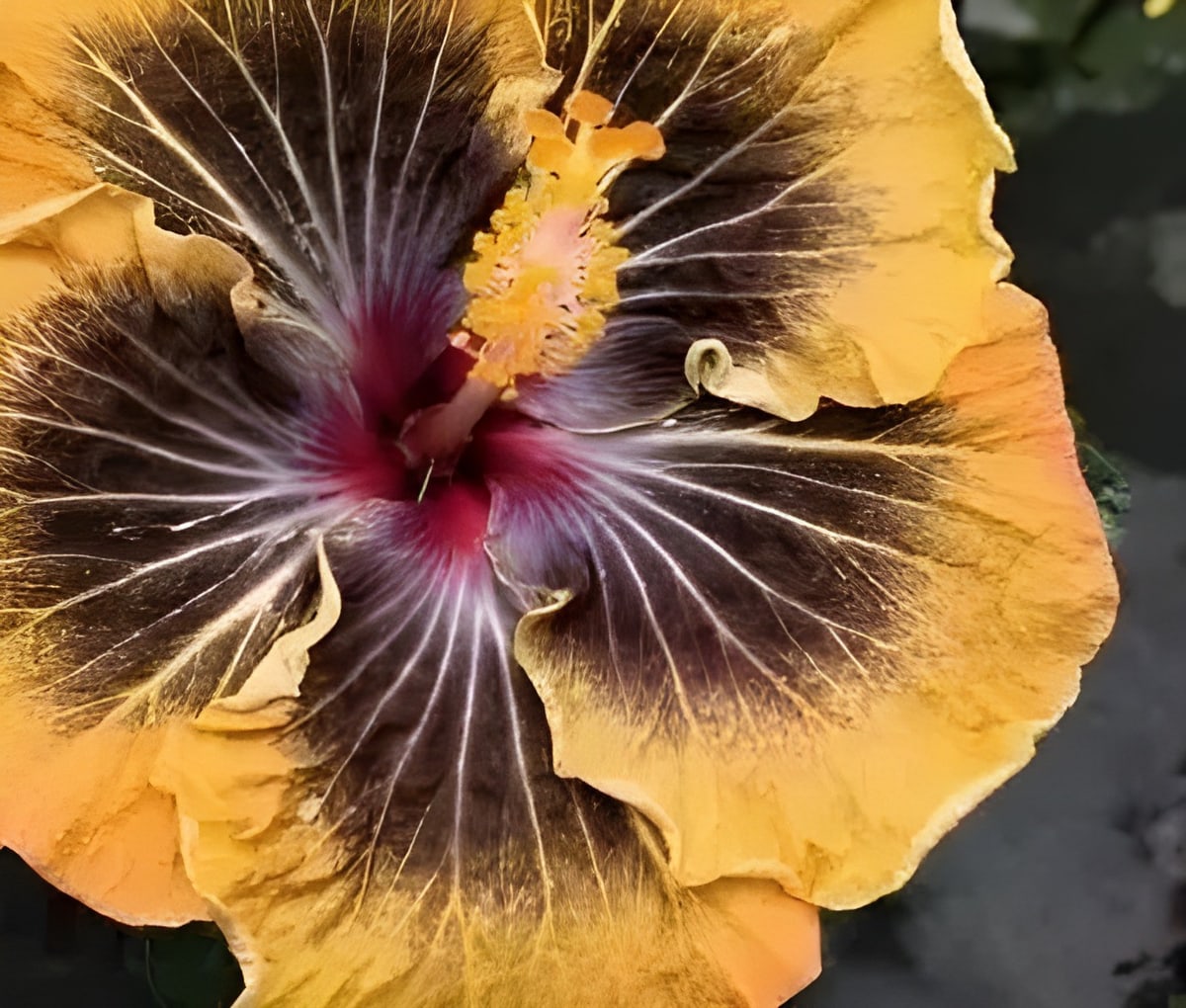 Petar's Black Magic Hibiscus Plant
