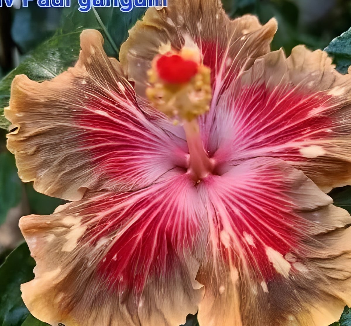Luv Paul Gauguin Hibiscus Plant