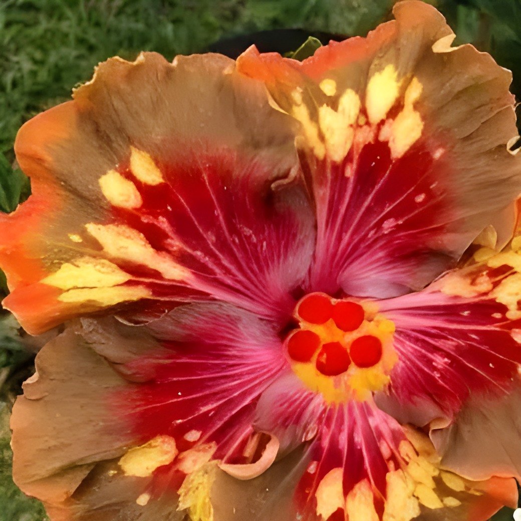 Luv Paul Gauguin Hibiscus Plant, image 2 of 2