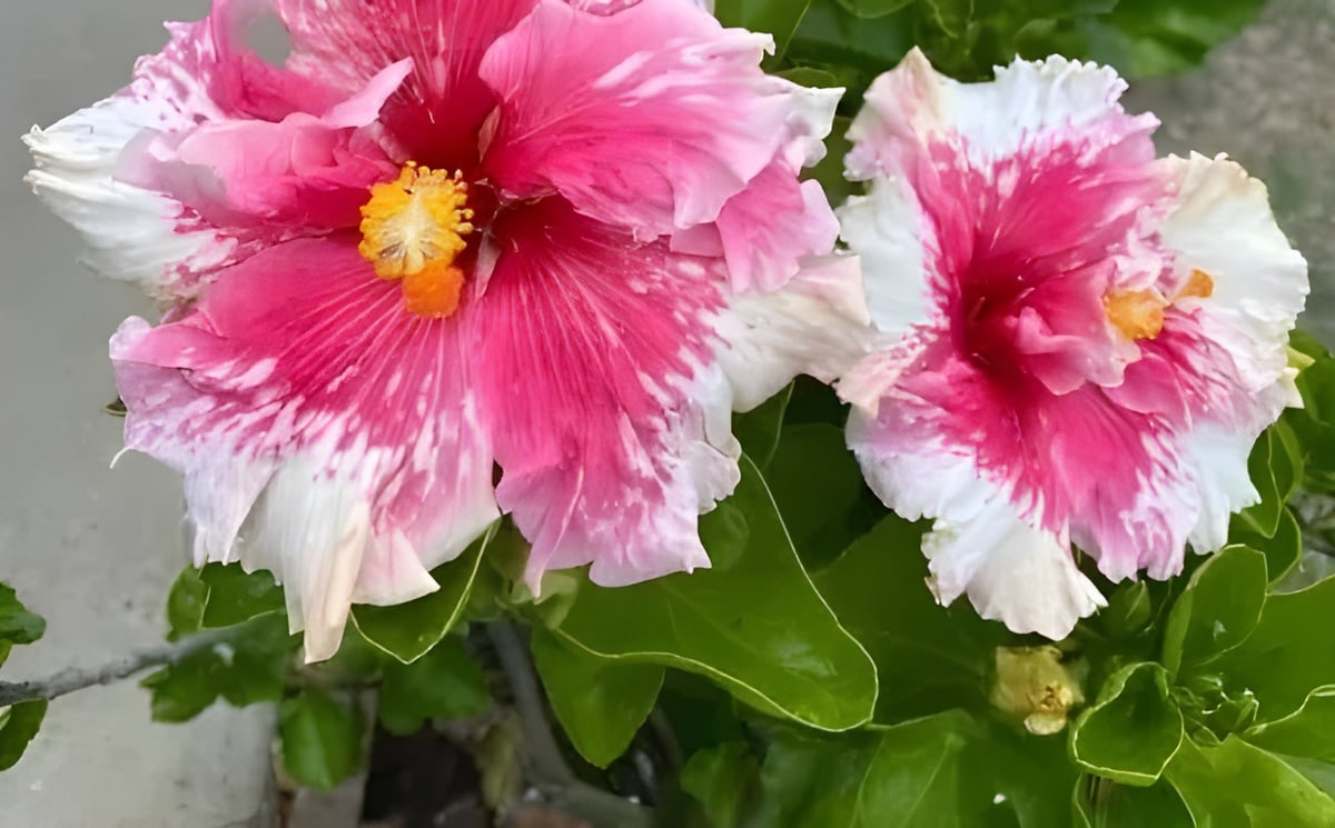 Princess Kaiulani Hibiscus Plant