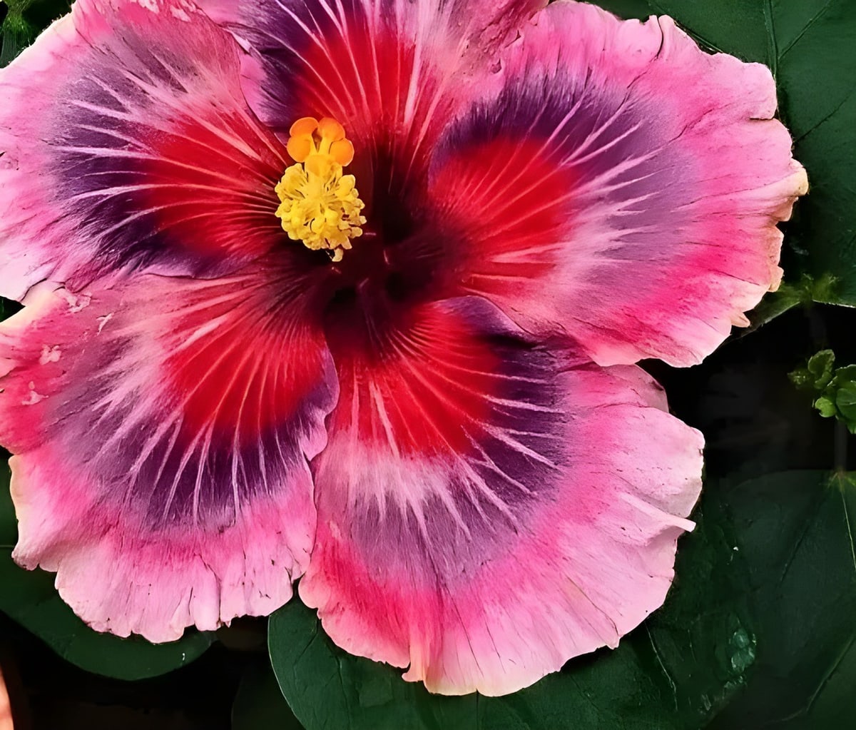 Wind Rosa Nine Yarns Hibiscus Plant
