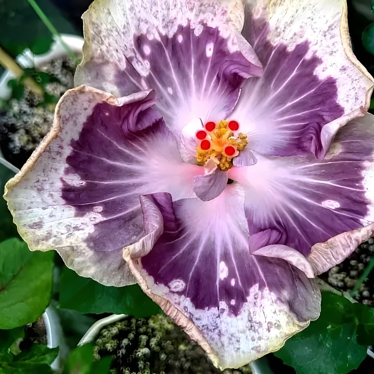 Chis Garden Lavender Frosting Hibiscus Plant