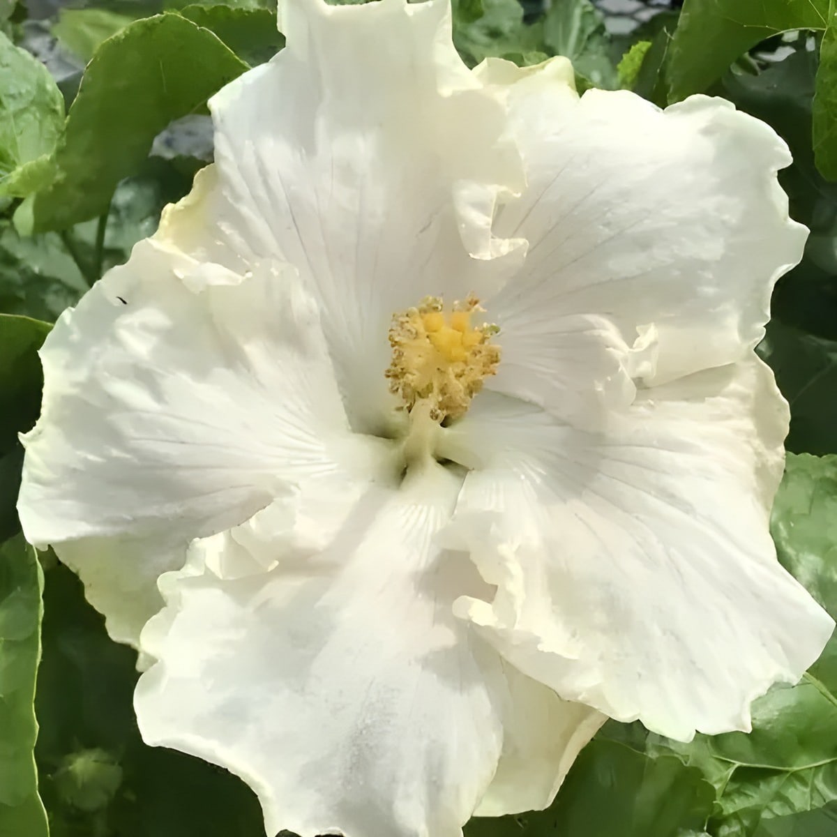 Byron Meats Hibiscus Plant