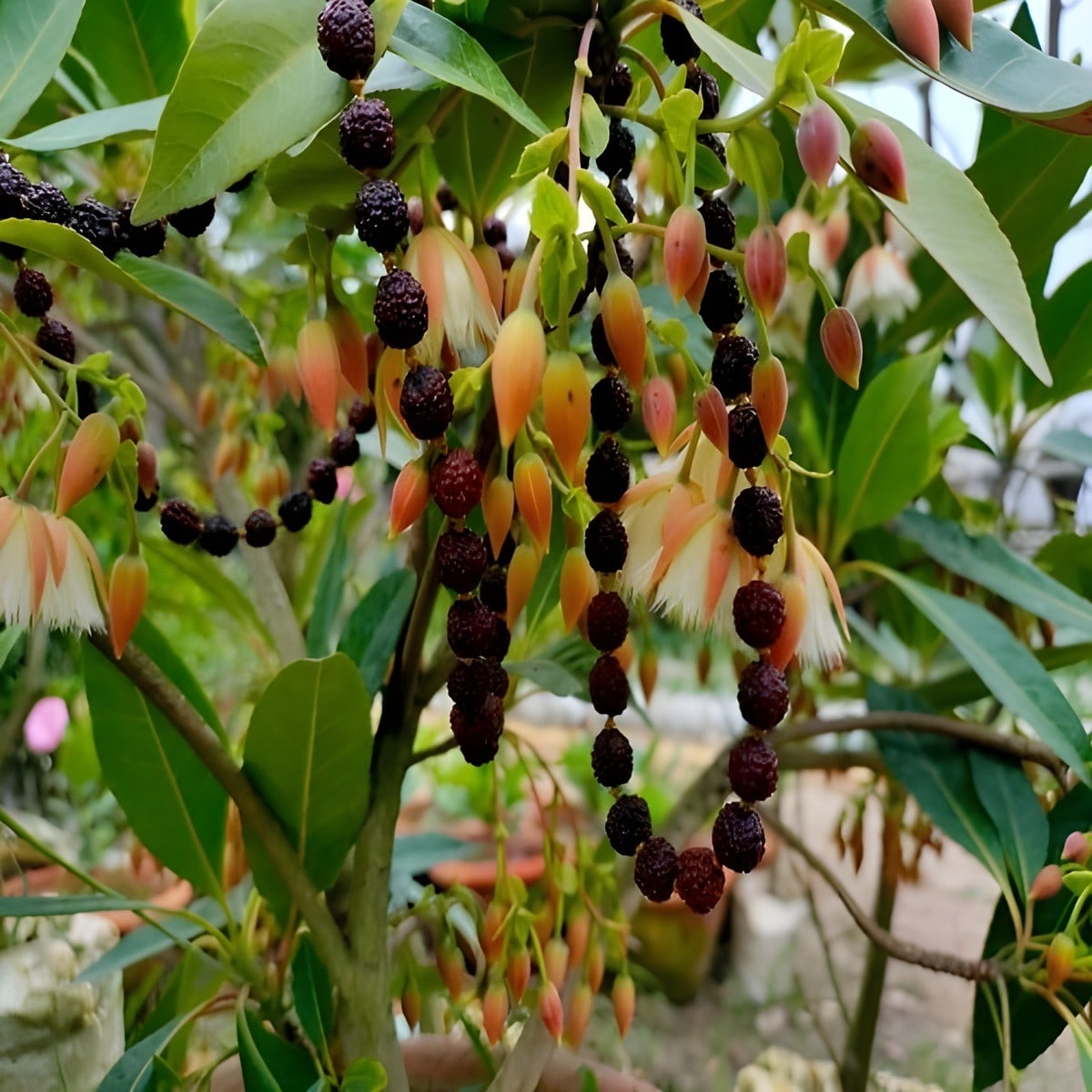 Rudraksha Plant