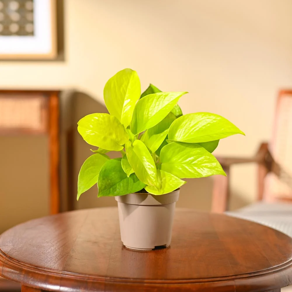 Money plant golden