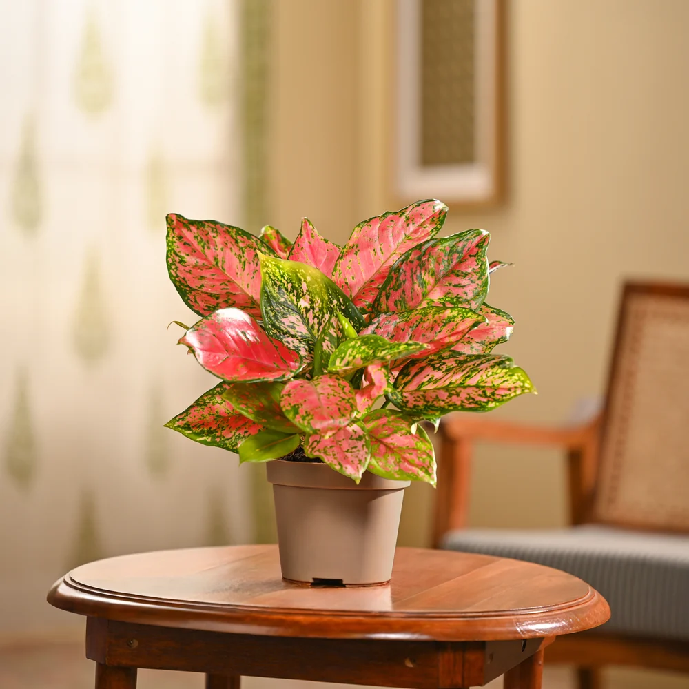 Aglaonema Pink Beauty