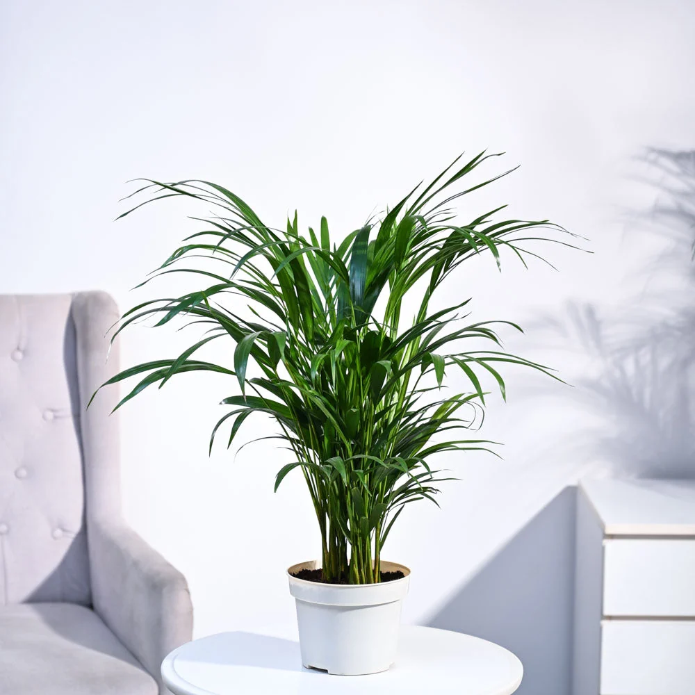 Areca Palm Plant