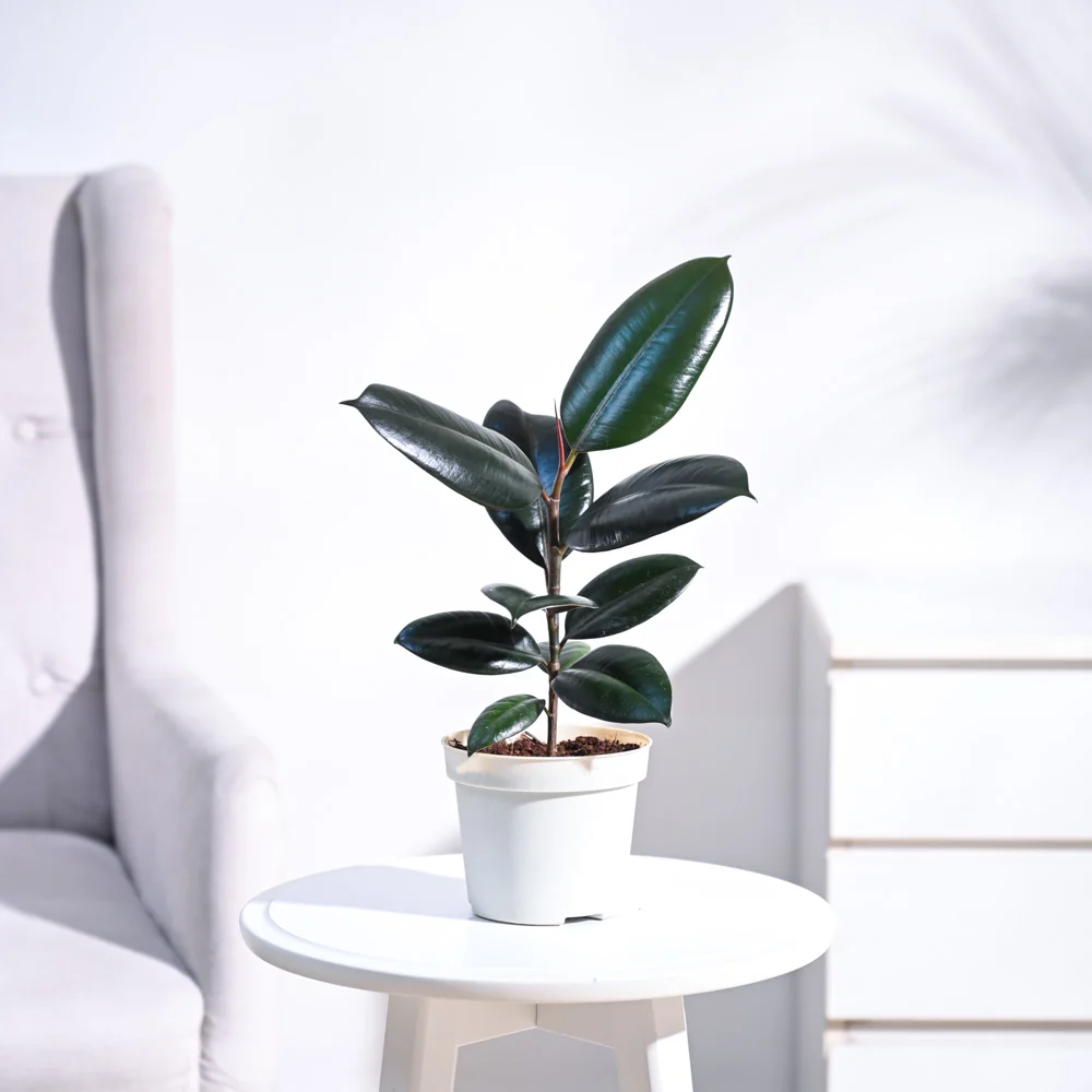 Rubber plant