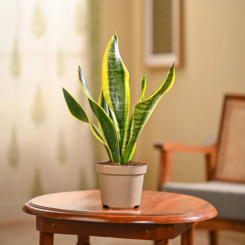 Snake plant