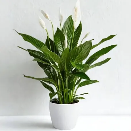 Peace lily