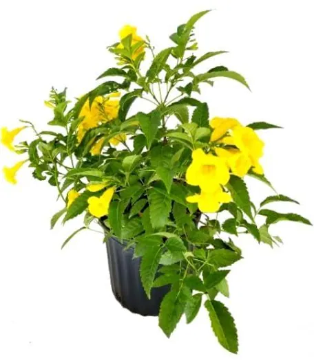 Yellow Ticoma palnt