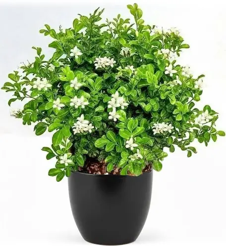 Madhukamini plant