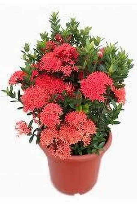 Ixora plant