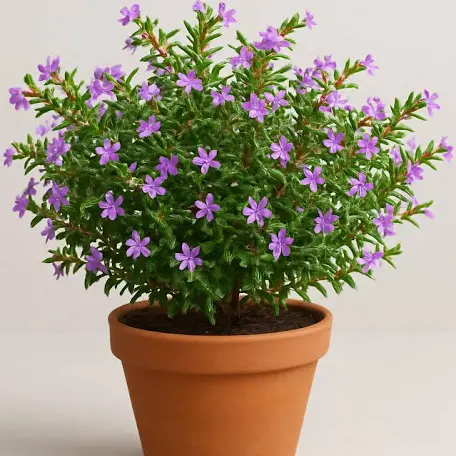 Cupheaa plant
