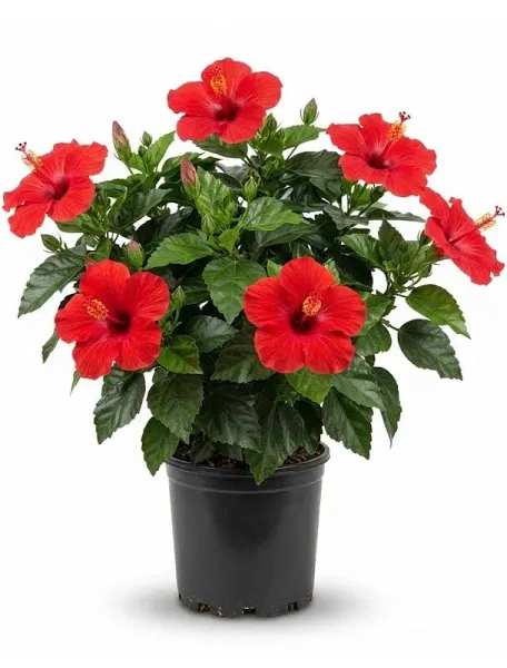 Haviscus plant