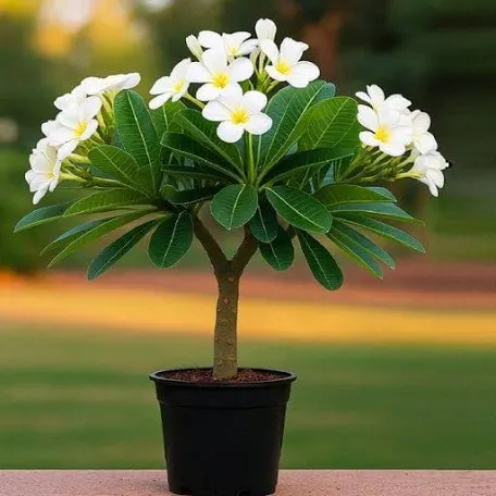 Champa plant
