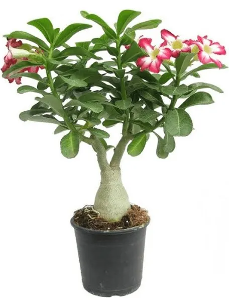 Adenium plant