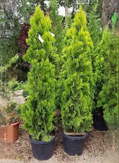 Golden Cyprus’s 4 feet tall
