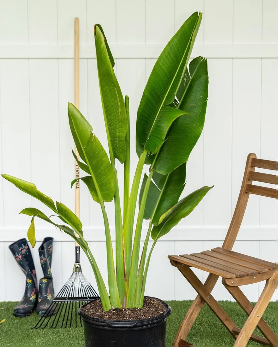 Traveler palm
