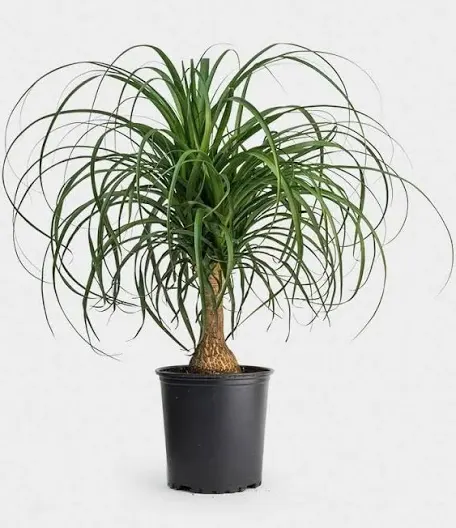 Ponytail palm