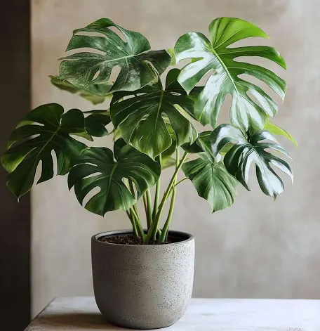 Monstera plant