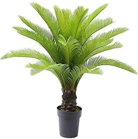 Cycass palm