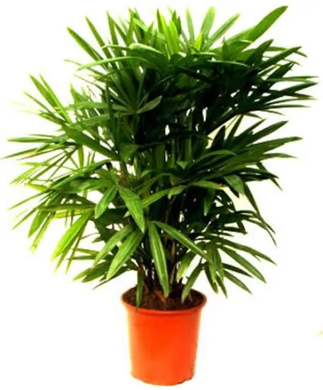 Raphis palm