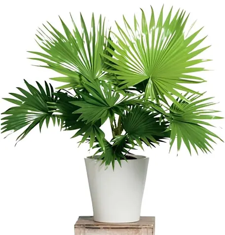 China palm