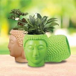 Budha pot