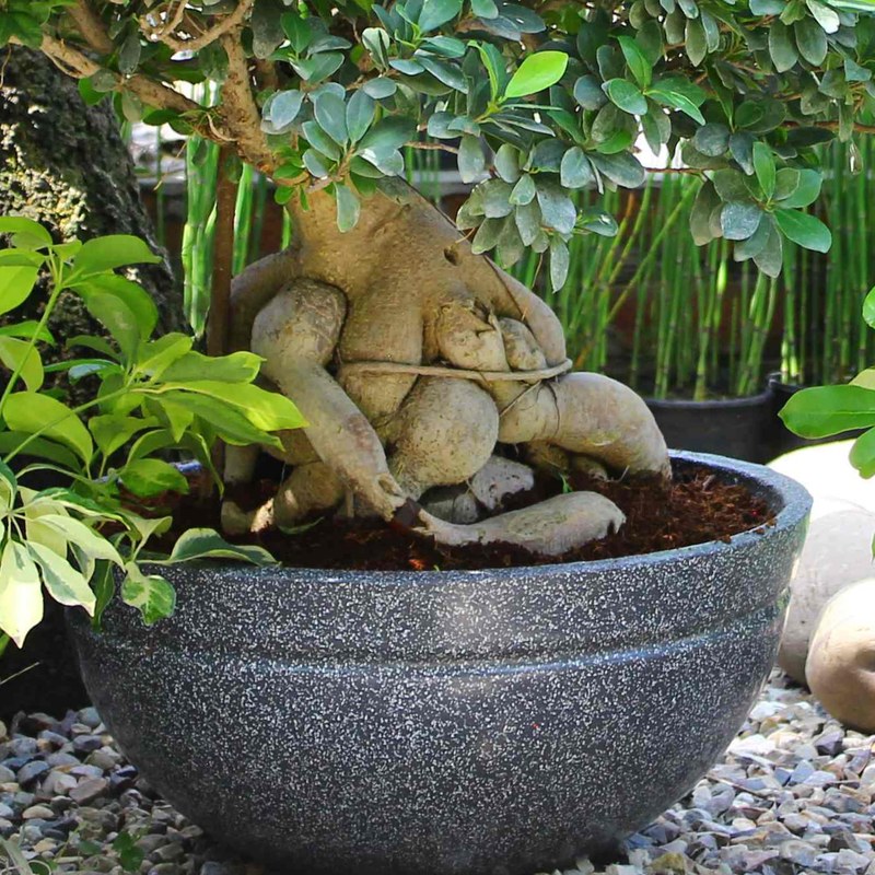 Lotus planter - 15" (38 × 38 × 16.5 cm), image 2 of 2