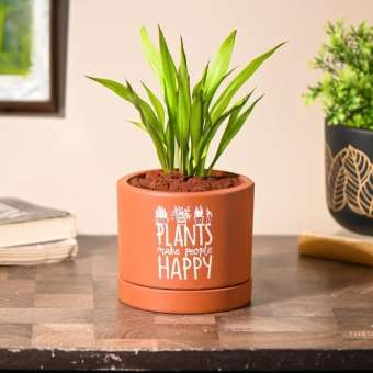 Terracotta planter 3054