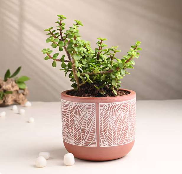 Terracotta planter 3059