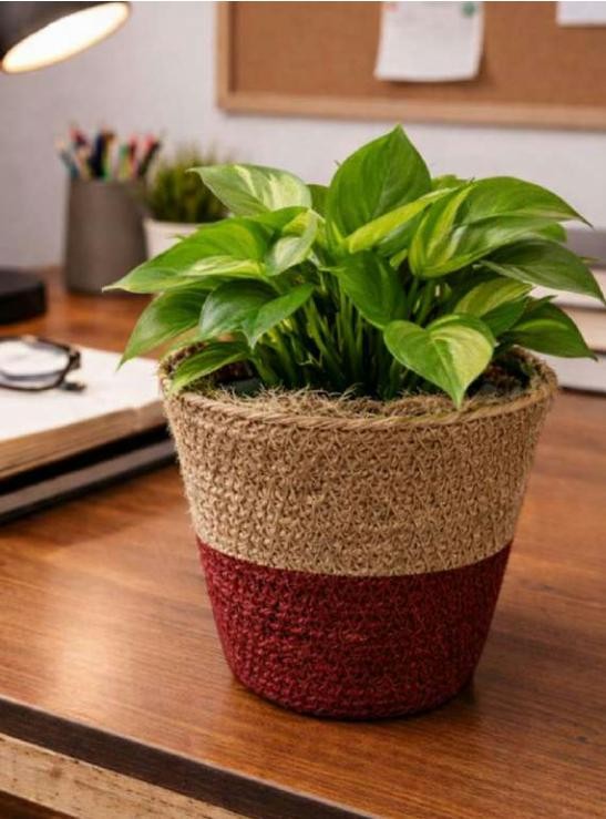 Small jute planter 1742AB, image 2 of 2
