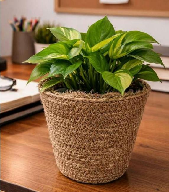 Small jute pot 1742CD, image 2 of 2