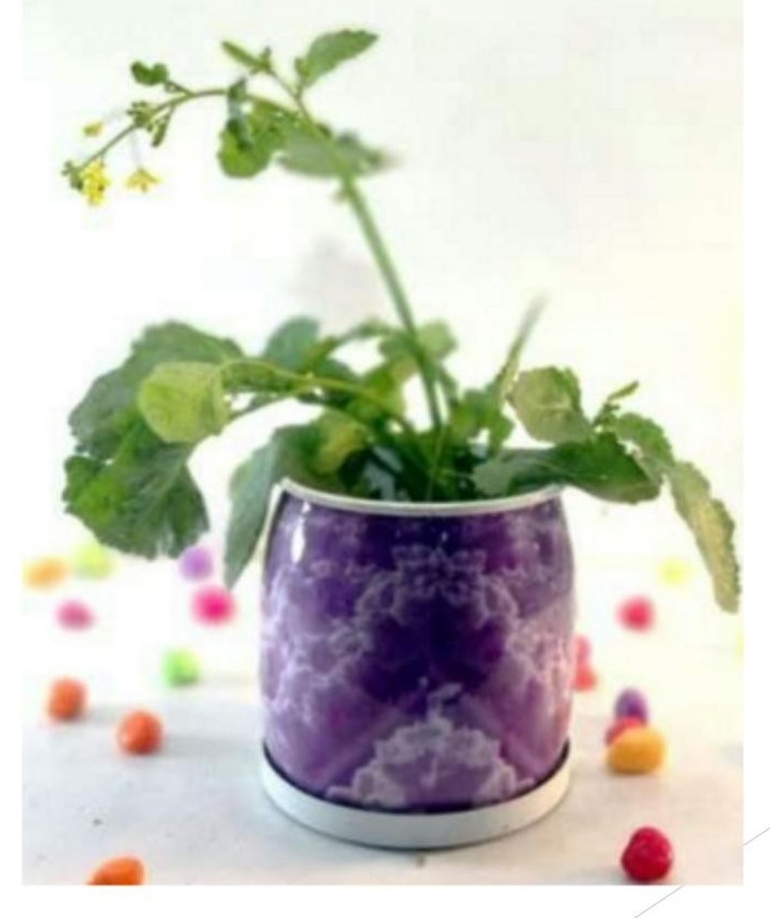 Printed pot with tray 1266B C CD