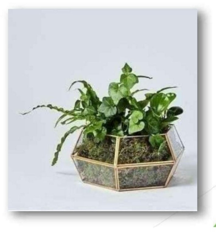 Geometric terrarium 1219H