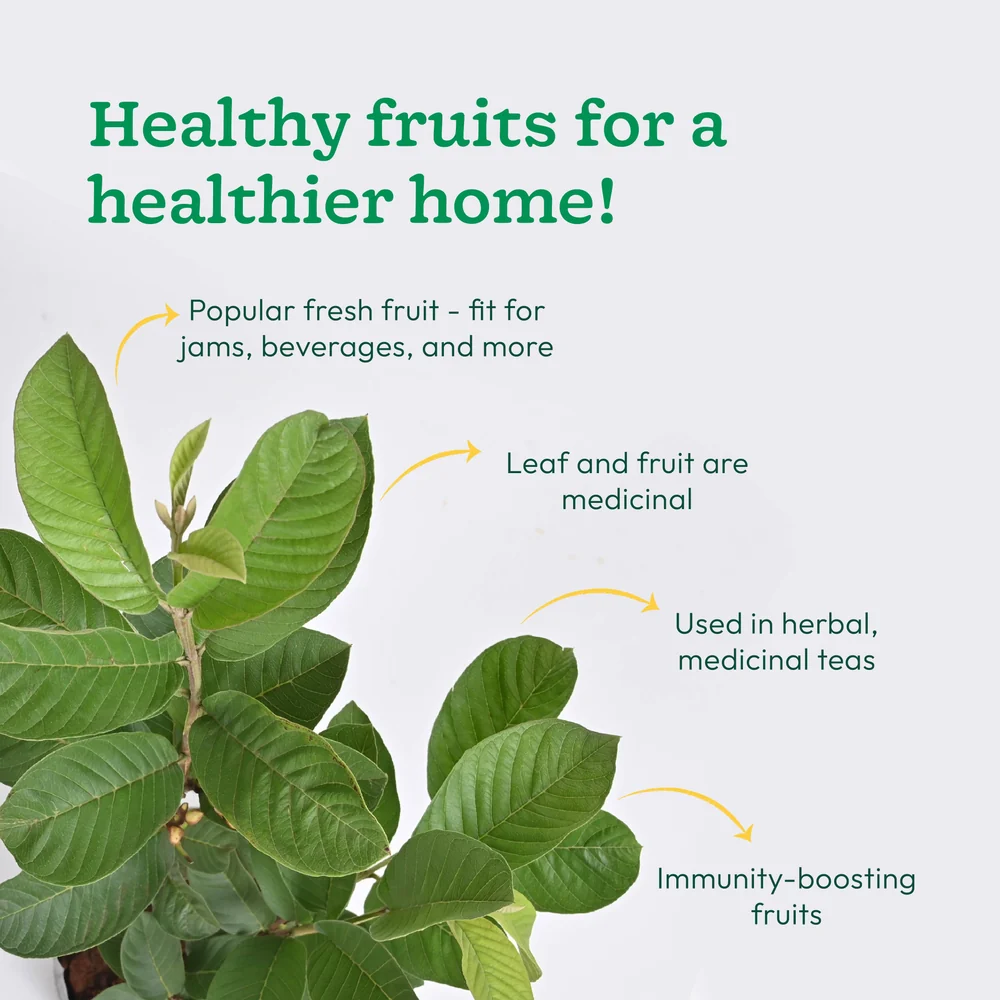 Guava plant, image 3 of 5