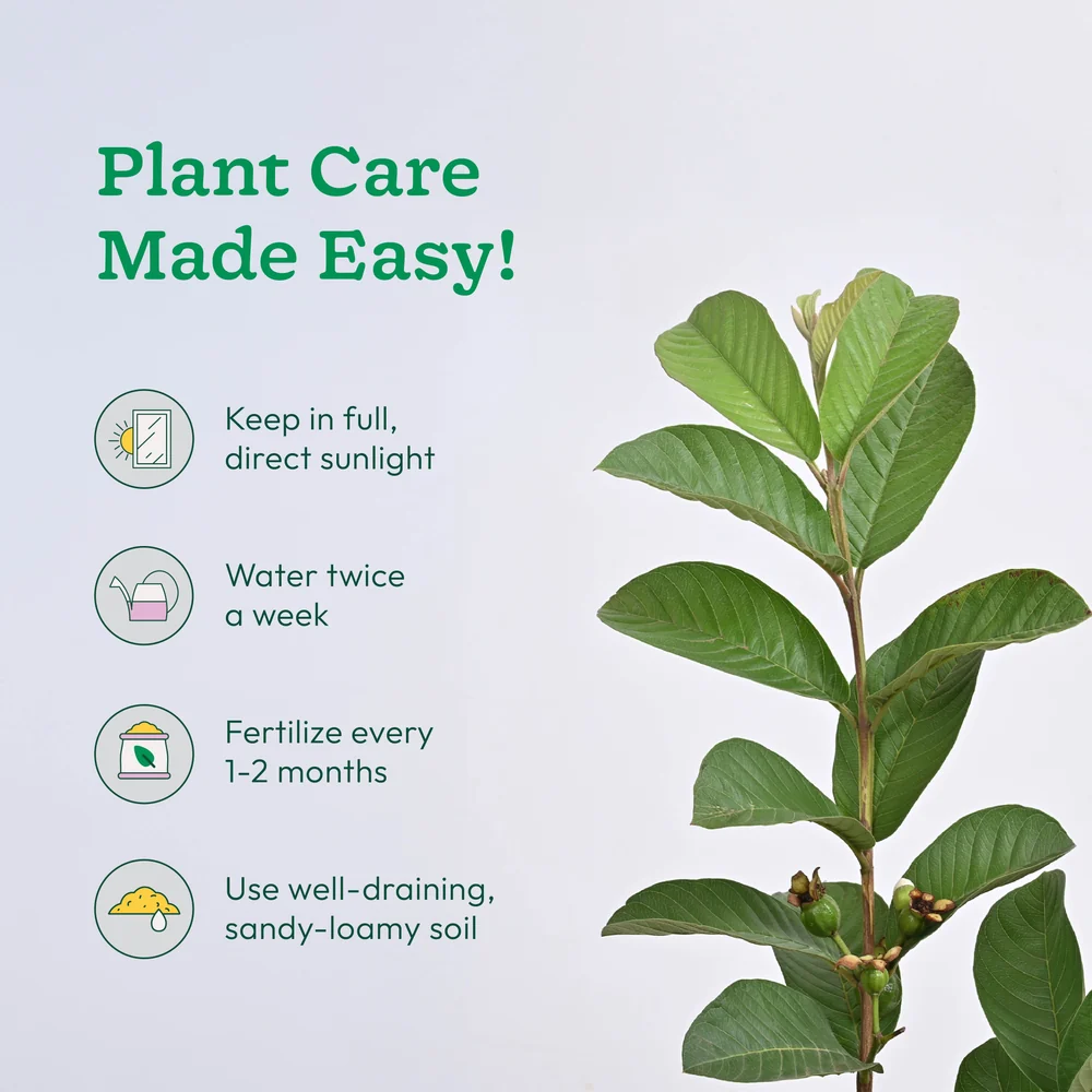Guava plant, image 5 of 5