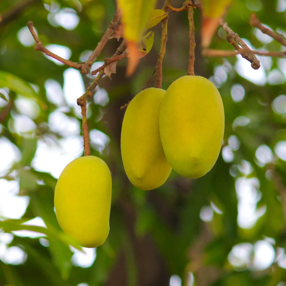 Mango plant with grow bag