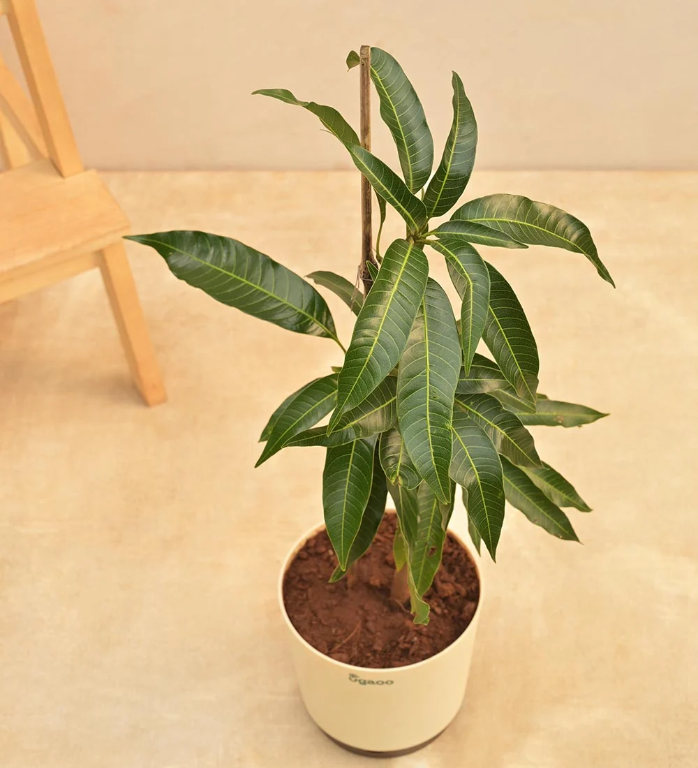 Mango plant with grow bag, image 2 of 4