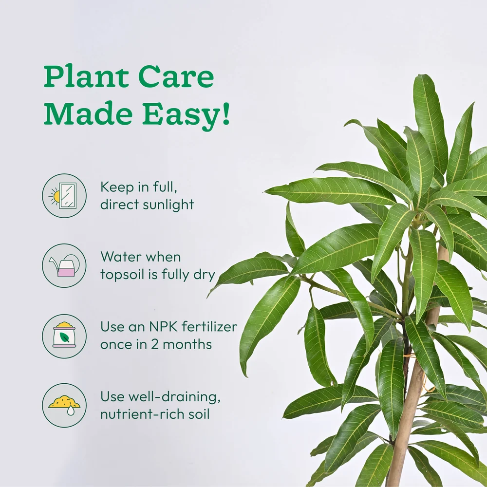 Mango plant with grow bag, image 4 of 4