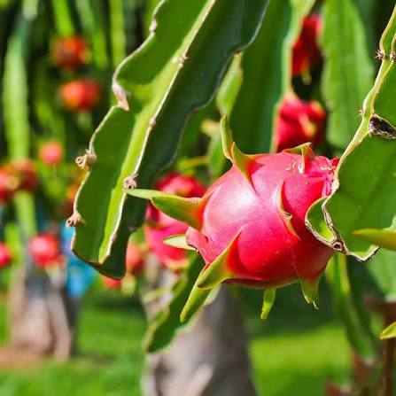 Dragon fruit plant