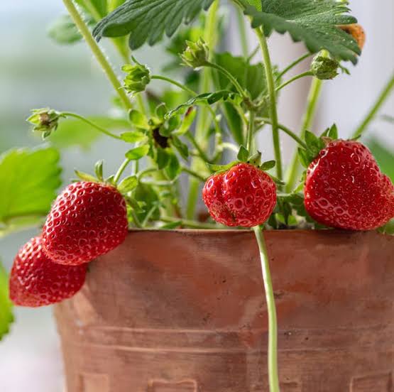 Strawberry plant