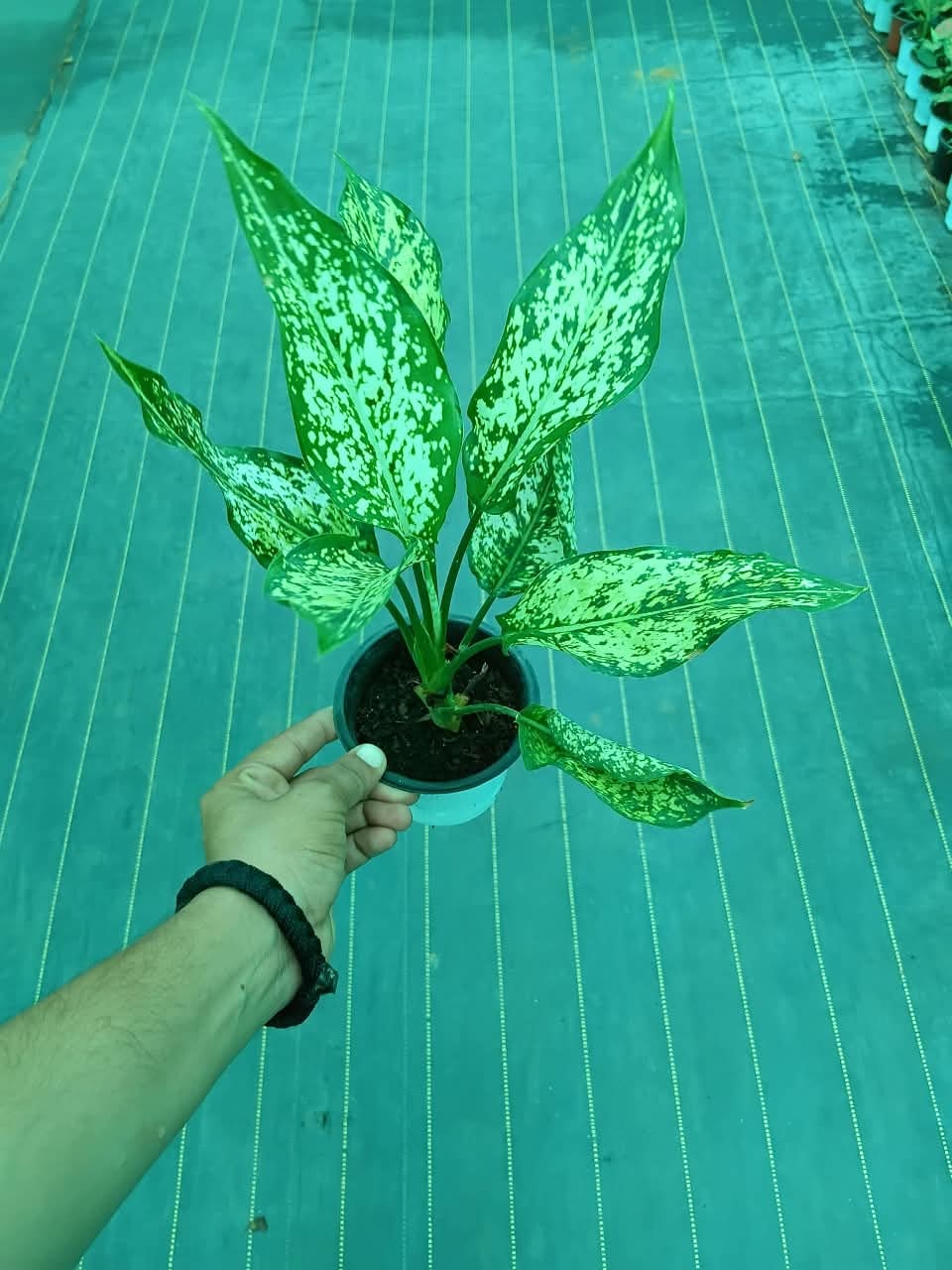 Aglaonema